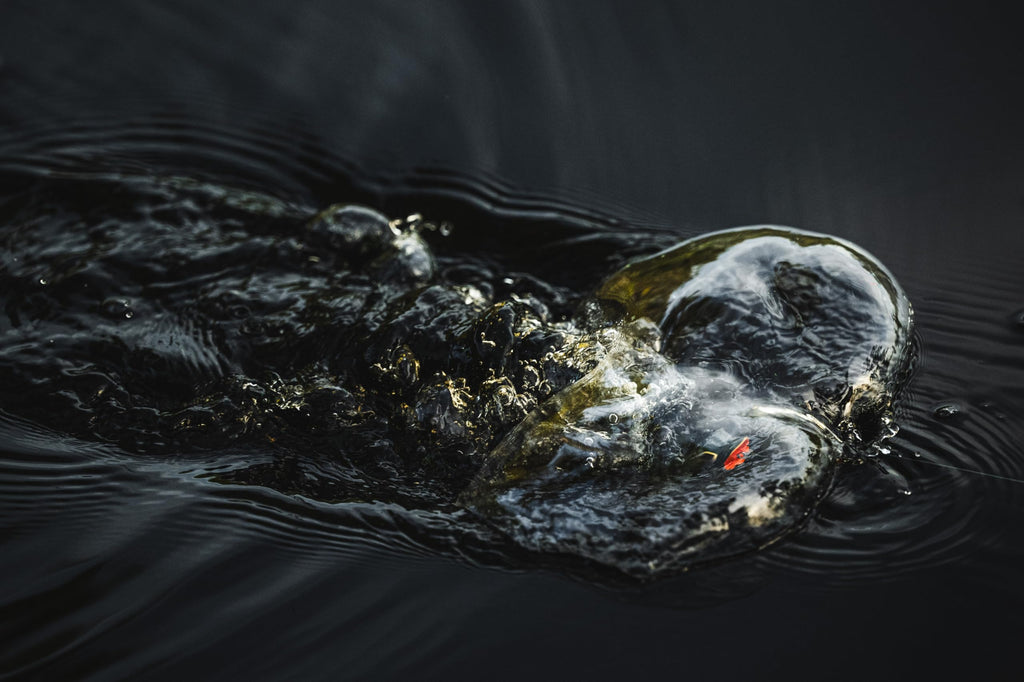 Berkley Swamp Lord Hollow Body Frog